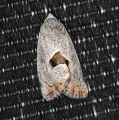 Armactica conchidia at Melba, ACT - 20 Feb 2021