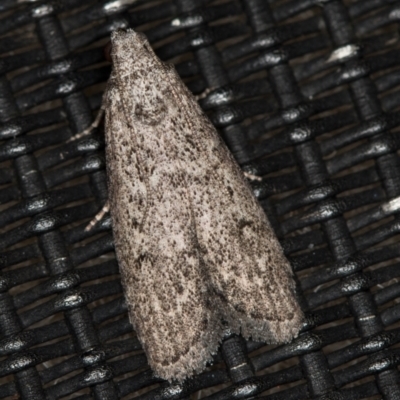 Heteromicta pachytera (Galleriinae subfamily moth) at Melba, ACT - 20 Feb 2021 by Bron