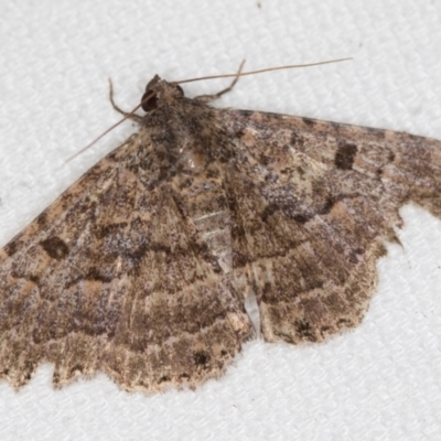 Diatenes aglossoides (An Erebid Moth) at Melba, ACT - 20 Feb 2021 by Bron