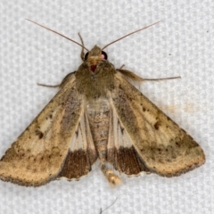 Helicoverpa punctigera (Native Budworm) at Melba, ACT - 20 Feb 2021 by Bron