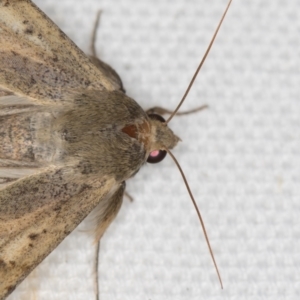 Helicoverpa punctigera at Melba, ACT - 20 Feb 2021