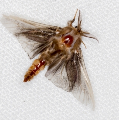 Clania lewinii & similar Casemoths (Parallel stick Case Moths) at Melba, ACT - 20 Feb 2021 by Bron