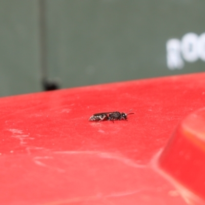 Crabroninae (subfamily) (Unidentified solitary wasp) at Cook, ACT - 14 Feb 2021 by Tammy