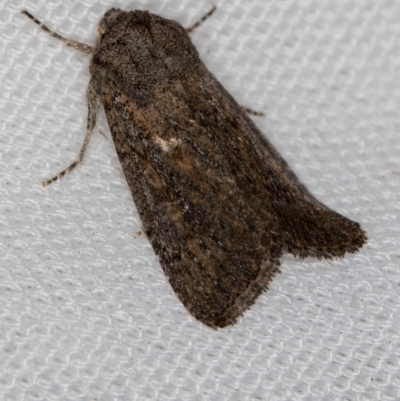 Proteuxoa (genus) (A Noctuid moth) at Melba, ACT - 20 Feb 2021 by Bron