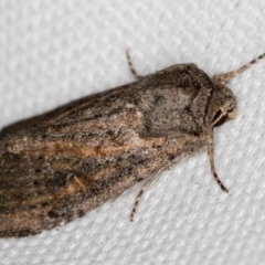 Proteuxoa (genus) at Melba, ACT - 20 Feb 2021