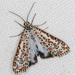 Utetheisa pulchelloides (Heliotrope Moth) at Melba, ACT - 20 Feb 2021 by Bron