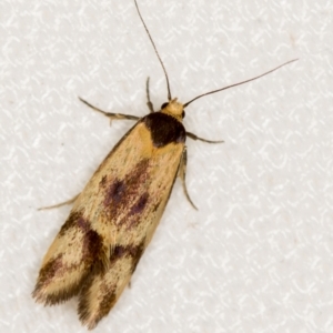 Isomoralla pyrrhoptera at Melba, ACT - 20 Feb 2021