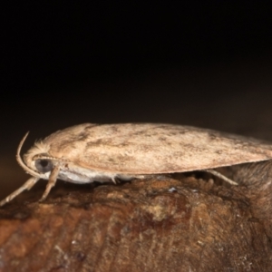 Garrha repandula at Melba, ACT - 20 Feb 2021