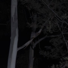 Petaurus notatus (Krefft’s Glider, formerly Sugar Glider) at Cotter River, ACT - 5 Mar 2021 by danswell