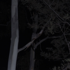 Petaurus notatus (Krefft’s Glider, Sugar Glider) at Cotter River, ACT - 5 Mar 2021 by danswell