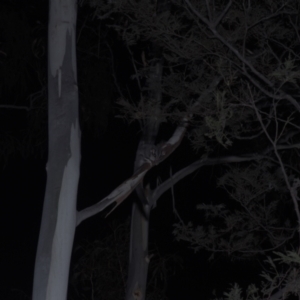 Petaurus notatus at Cotter River, ACT - suppressed