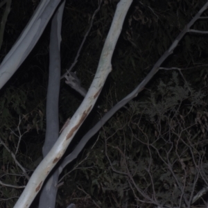 Petaurus notatus at Cotter River, ACT - 5 Mar 2021