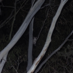 Petaurus notatus at Cotter River, ACT - 5 Mar 2021