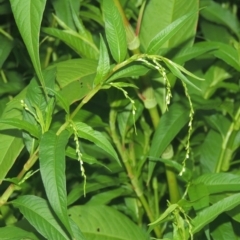 Persicaria hydropiper (Water Pepper) at Pine Island to Point Hut - 31 Jan 2021 by michaelb