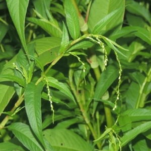 Persicaria hydropiper at Greenway, ACT - 31 Jan 2021