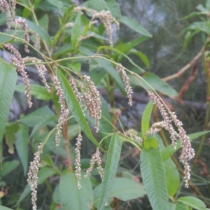 Persicaria lapathifolia at Greenway, ACT - 31 Jan 2021