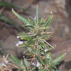 Xanthium spinosum (Bathurst Burr) at Pine Island to Point Hut - 31 Jan 2021 by michaelb