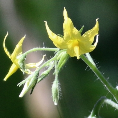 Solanum lycopersicum (Tomato) at Wodonga Regional Park - 6 Mar 2021 by KylieWaldon