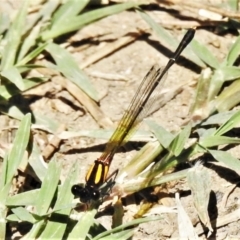 Nososticta solida (Orange Threadtail) at Stromlo, ACT - 5 Mar 2021 by JohnBundock