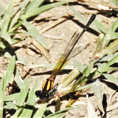 Nososticta solida (Orange Threadtail) at Stromlo, ACT - 5 Mar 2021 by JohnBundock