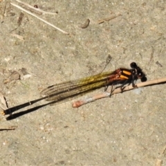 Nososticta solida at Stromlo, ACT - 5 Mar 2021