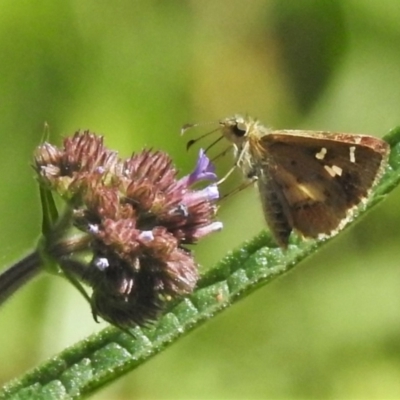 Dispar compacta (Barred Skipper) at Stromlo, ACT - 5 Mar 2021 by JohnBundock