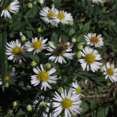 Symphyotrichum novi-belgii (Michaelmas Daisy) at Latham, ACT - 6 Mar 2021 by pinnaCLE