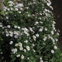 Symphyotrichum novi-belgii at Latham, ACT - 6 Mar 2021