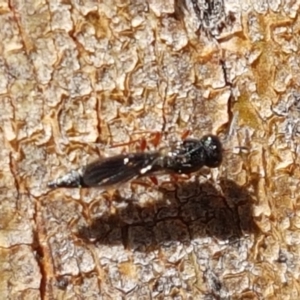 Apocrita (suborder) at Denman Prospect, ACT - 6 Mar 2021