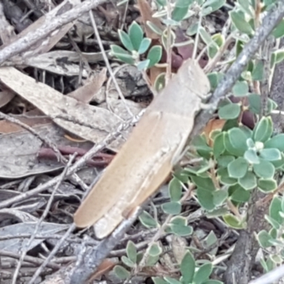 Goniaea opomaloides (Mimetic Gumleaf Grasshopper) at Denman Prospect, ACT - 6 Mar 2021 by tpreston