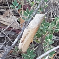 Goniaea opomaloides at Denman Prospect, ACT - 6 Mar 2021