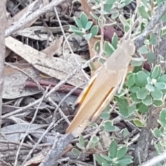 Goniaea opomaloides at Denman Prospect, ACT - 6 Mar 2021