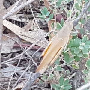 Goniaea opomaloides at Denman Prospect, ACT - 6 Mar 2021 03:09 PM