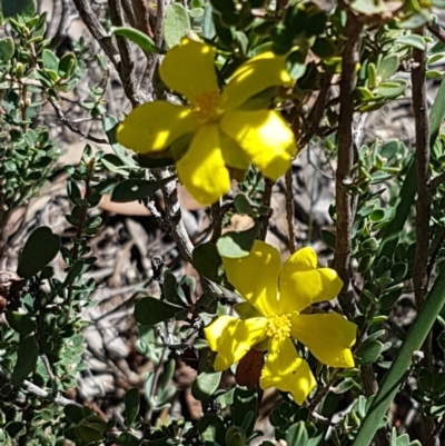 Hibbertia obtusifolia (Grey Guinea-flower) at Denman Prospect, ACT - 6 Mar 2021 by tpreston