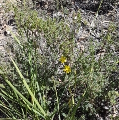 Hibbertia obtusifolia at Denman Prospect, ACT - 6 Mar 2021 03:13 PM