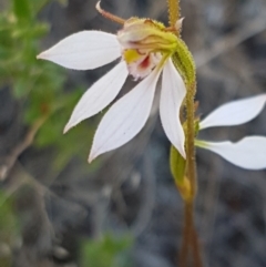 Eriochilus cucullatus (Parson's Bands) at Denman Prospect, ACT - 6 Mar 2021 by trevorpreston