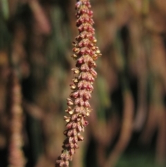 Casuarina cunninghamiana subsp. cunninghamiana (River She-Oak, River Oak) at Umbagong District Park - 6 Mar 2021 by pinnaCLE