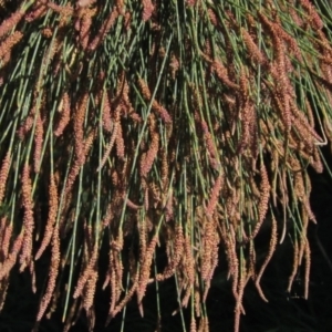 Casuarina cunninghamiana subsp. cunninghamiana at Latham, ACT - 6 Mar 2021