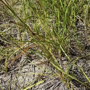 Sporobolus creber at Denman Prospect, ACT - 6 Mar 2021 03:28 PM