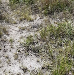 Sporobolus creber at Denman Prospect, ACT - 6 Mar 2021 03:28 PM