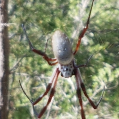 Trichonephila edulis (Golden orb weaver) at Stromlo, ACT - 6 Mar 2021 by trevorpreston