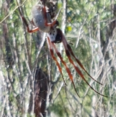 Trichonephila edulis at Stromlo, ACT - 6 Mar 2021 03:32 PM