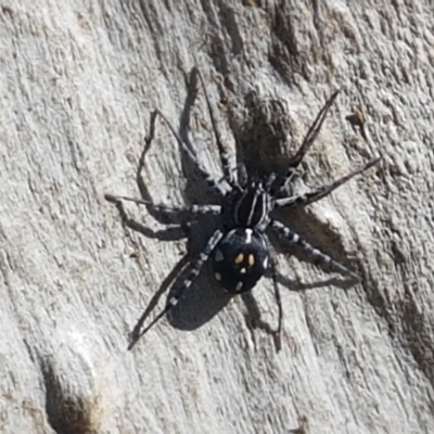 Nyssus sp. (genus) (Swift spiders) at Stromlo, ACT - 6 Mar 2021 by tpreston