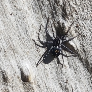 Nyssus sp. (genus) at Stromlo, ACT - 6 Mar 2021 04:05 PM