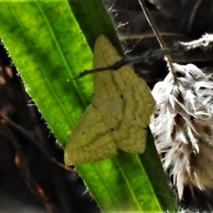 Scopula perlata at Stromlo, ACT - 5 Mar 2021