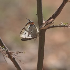 Jalmenus evagoras at Cotter River, ACT - suppressed