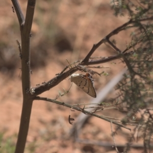 Jalmenus evagoras at Cotter River, ACT - suppressed