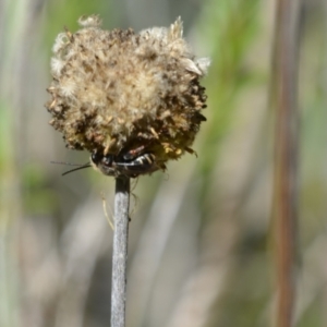 Lipotriches sp. (genus) at Greenleigh, NSW - 6 Mar 2021