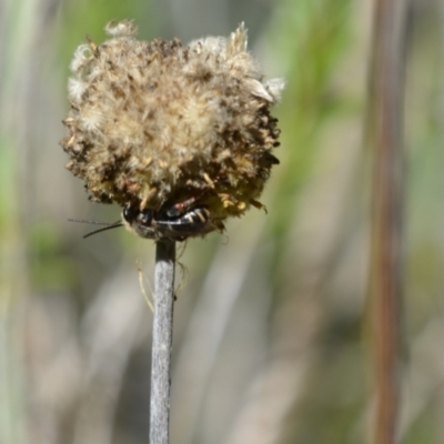 Lipotriches sp. (genus) (Halictid bee) at Greenleigh, NSW - 6 Mar 2021 by LyndalT