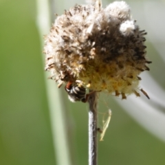 Lipotriches sp. (genus) at Greenleigh, NSW - 6 Mar 2021